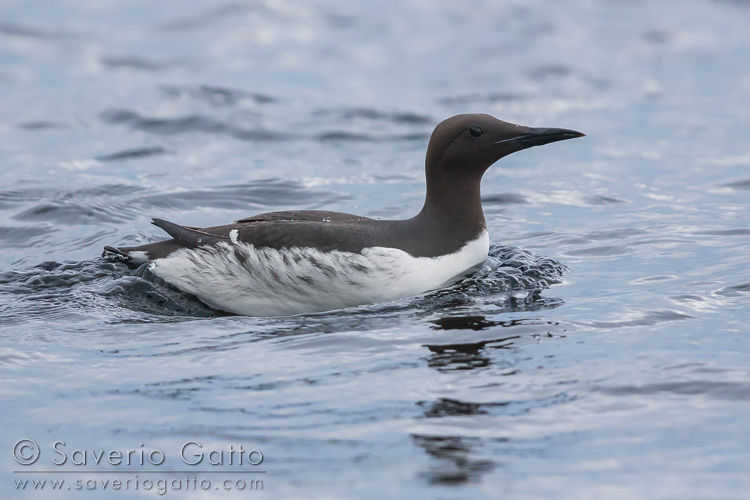 Common Murre, adult swimming in the sea