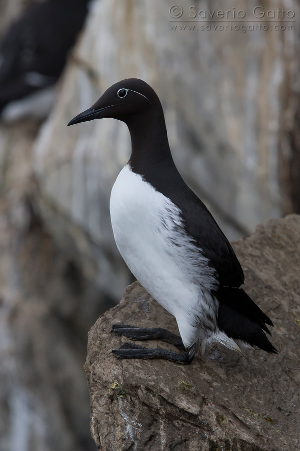 Common Murre, bridled adult standing on a rock