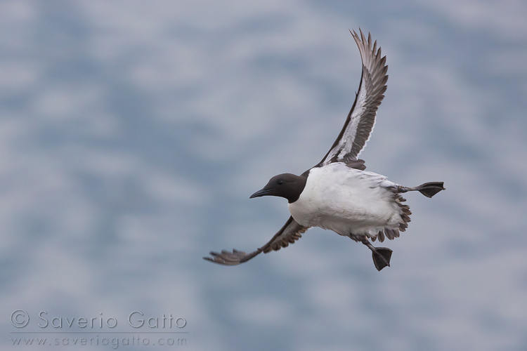 Common Murre, adult in flight