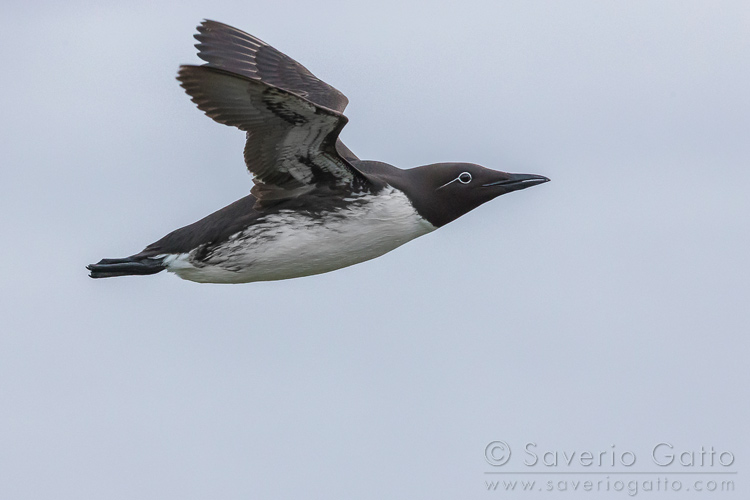 Uria, adulto in volo