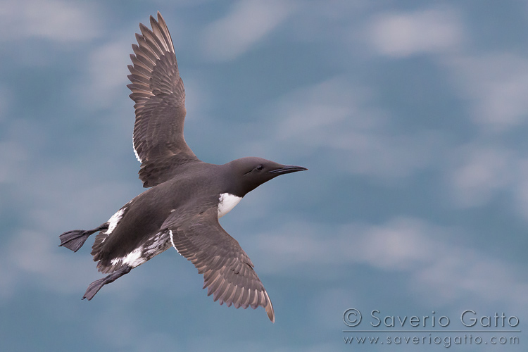 Uria, adulto in volo