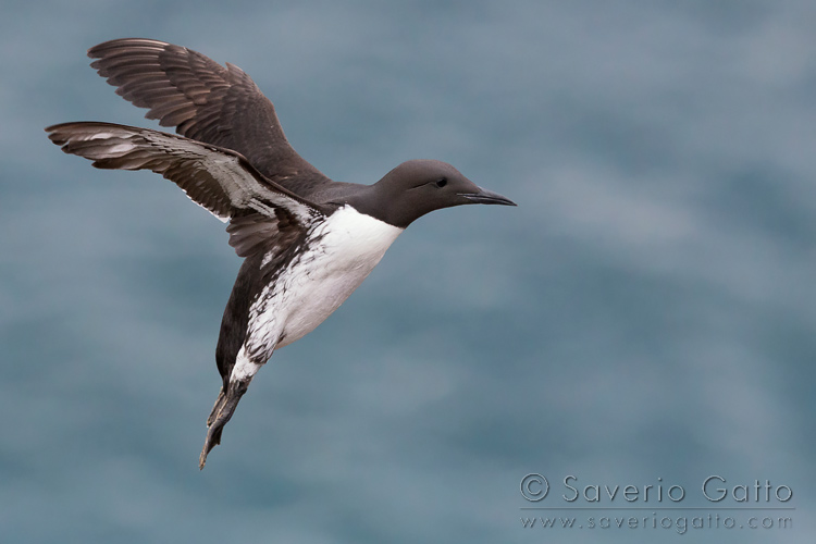 Uria, adulto in volo