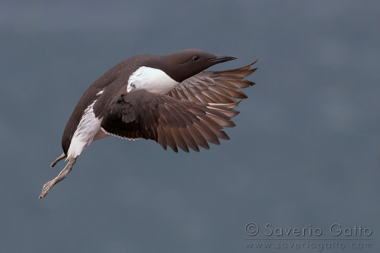 Uria, adulto in volo