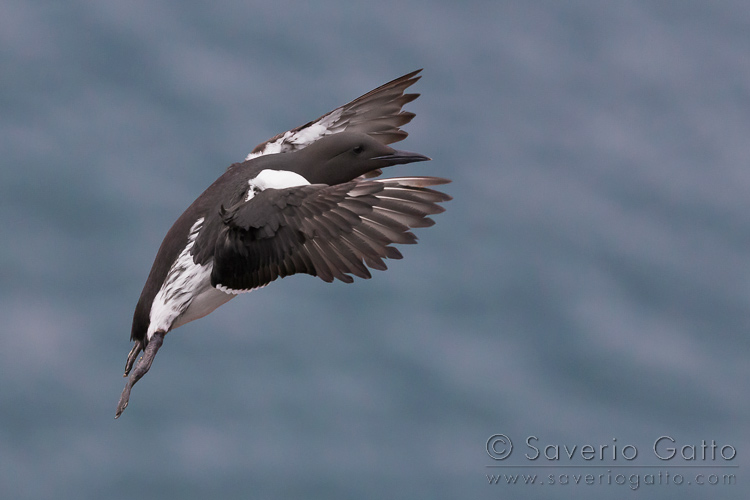 Uria, adulto in volo