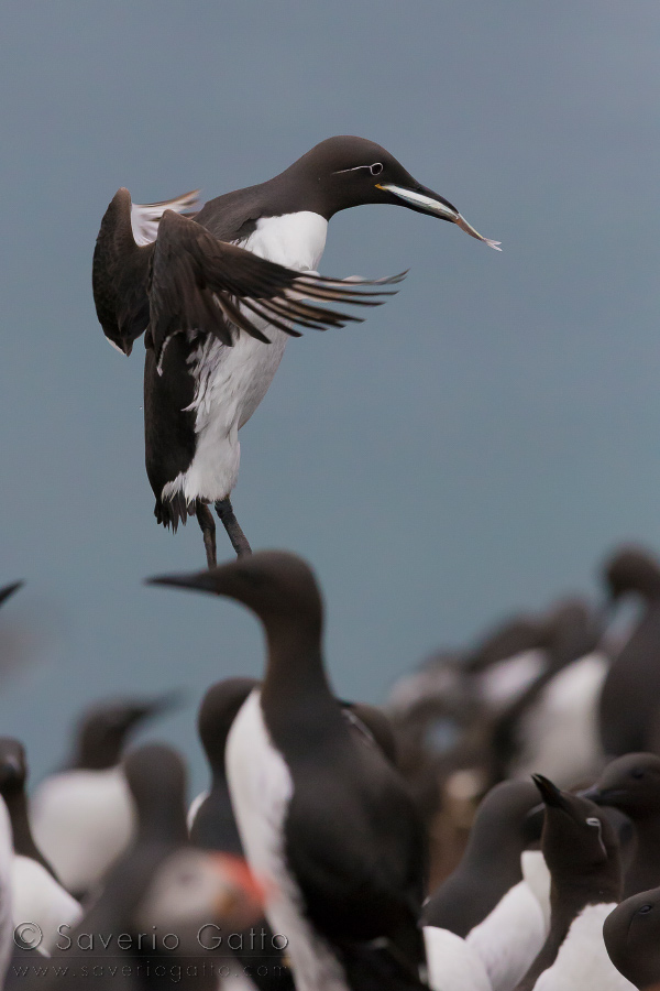 Uria, adulto in volo