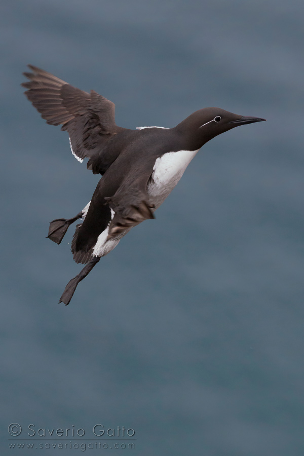 Common Murre, adult in flight