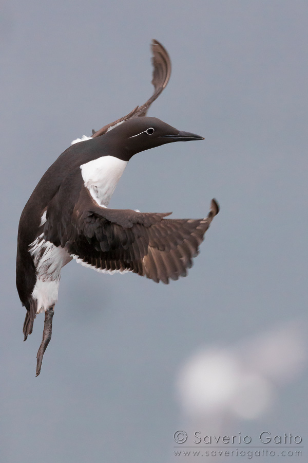 Uria, adulto in volo