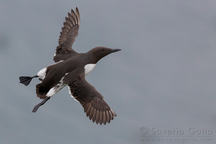 Common Murre, adult in flight