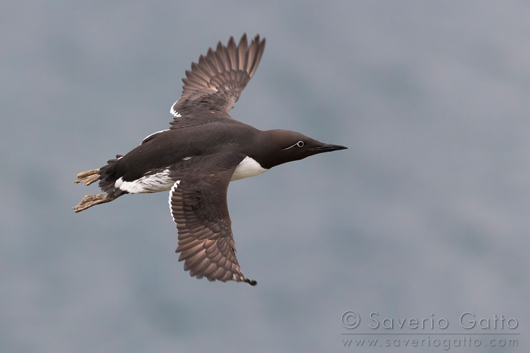 Uria, adulto in volo