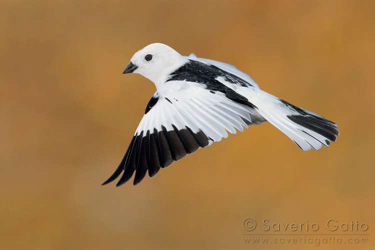 Snow Bunting, adult in flight