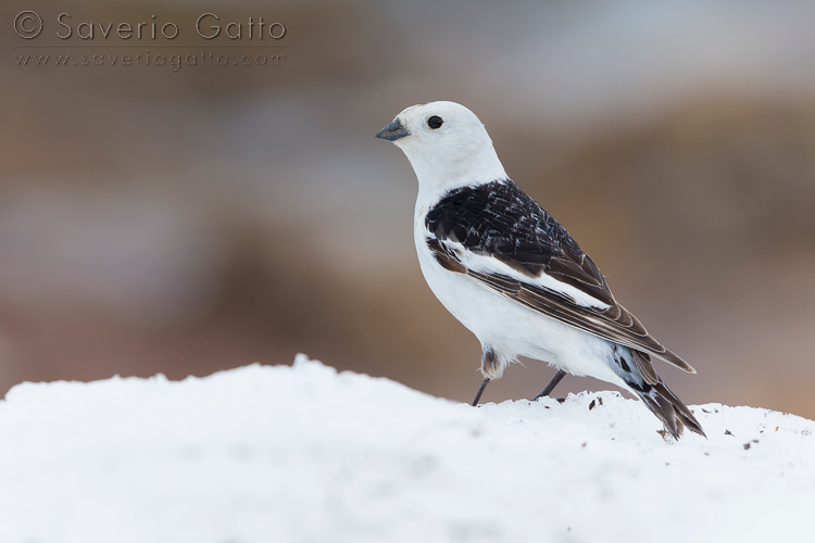 Snow Bunting, adult male standing on the snow