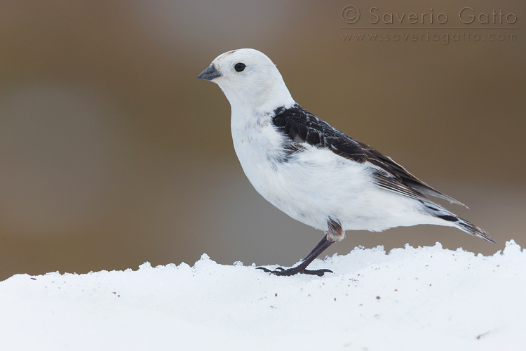 Snow Bunting, adult standing on the snow