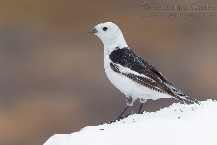 Snow Bunting