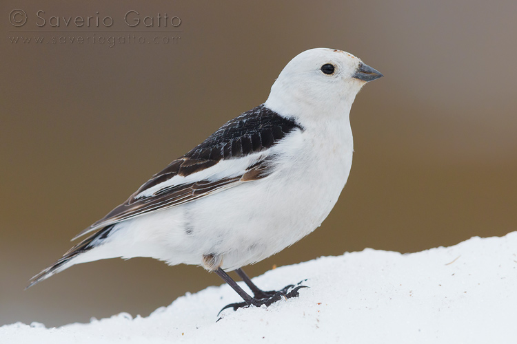 Snow Bunting, adult male standing on the snow