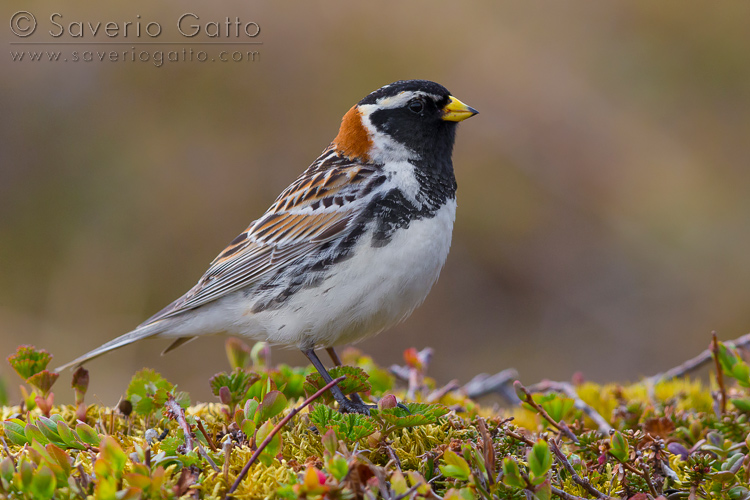 Lapland Longspur, adult male standing on the ground