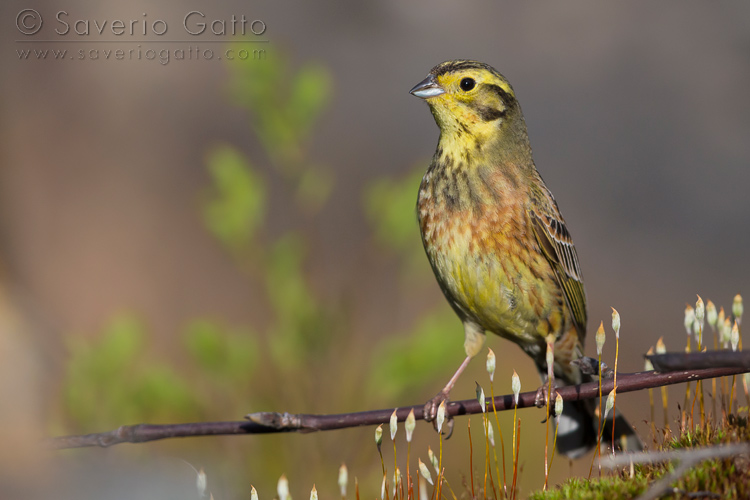 Yellowhammer