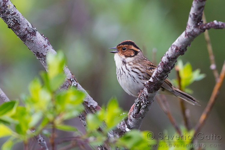 Little Bunting