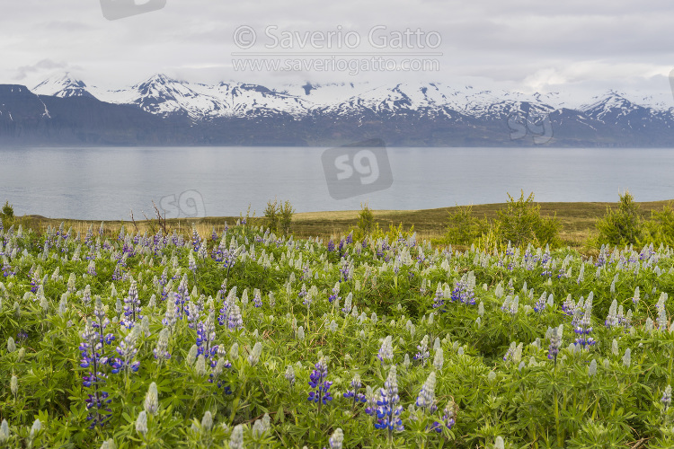 Skjalfandi bay (Islanda), paesaggio con fiori e montagne innevate