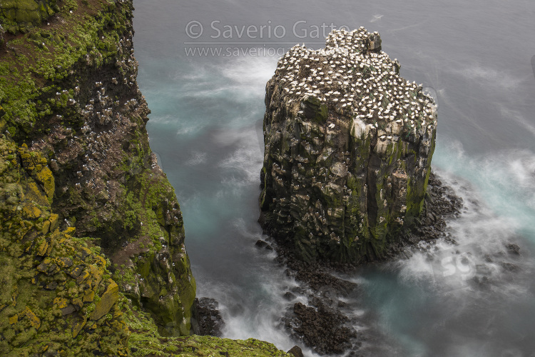 Gannet colony, colony on stóri karl islet