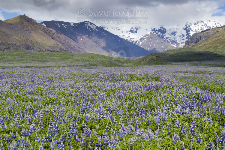Paesaggio islandese, campo di lupini nootka con montagne innevate sullo sfondo