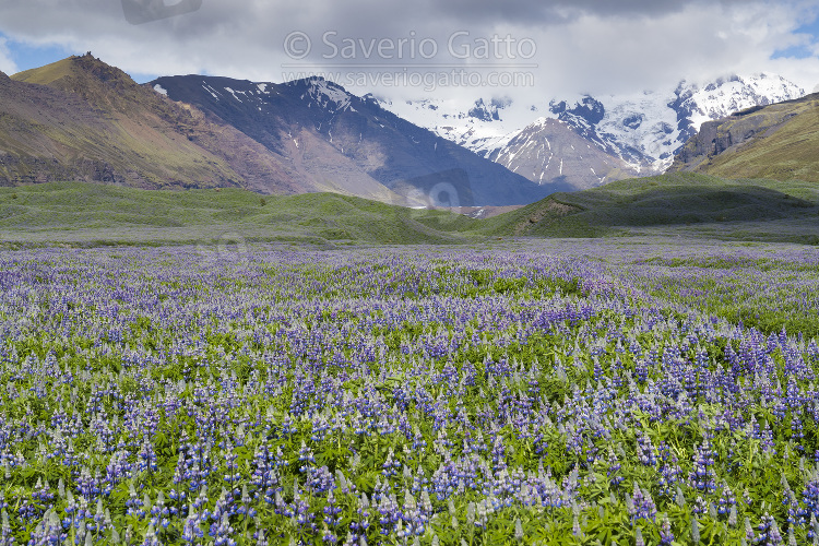 Icelandic landscape