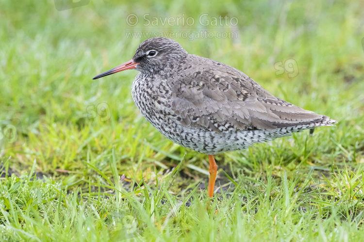 Common Redshank, adult standing on the ground