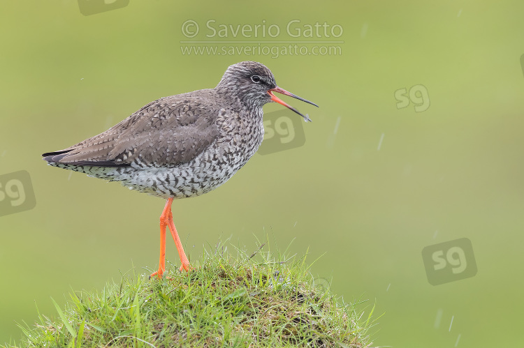 Common Redshank, adult standing on the ground