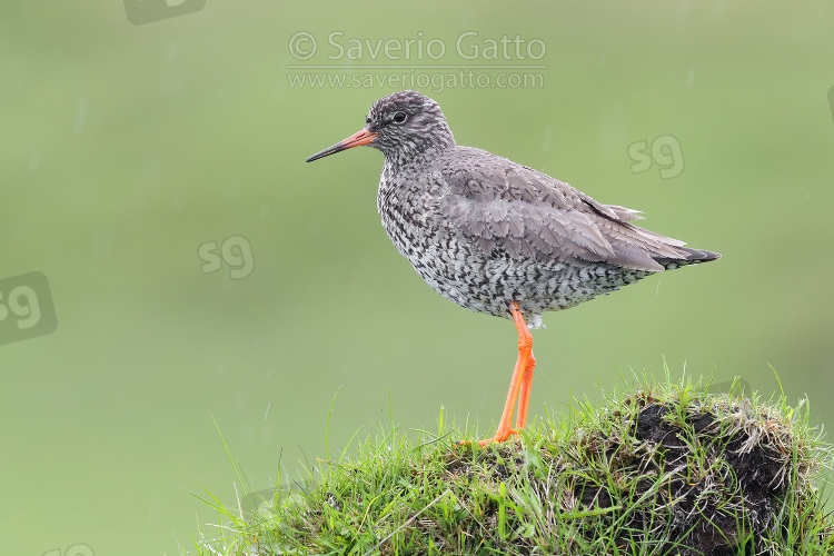 Common Redshank, adult standing on the ground