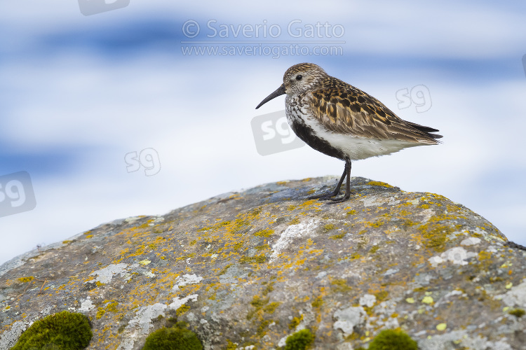 Dunlin, adult standing on a rock