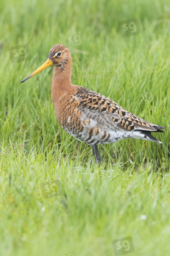 Black-tailed Godwit, adult standing among the grass