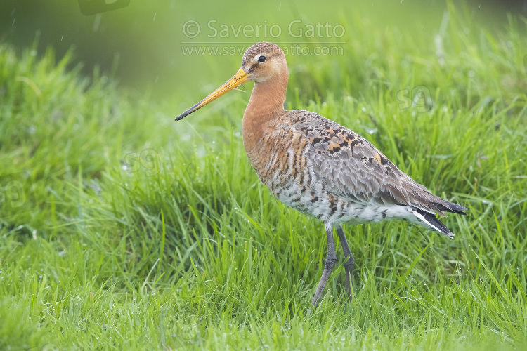 Black-tailed Godwit, adult standing among the grass