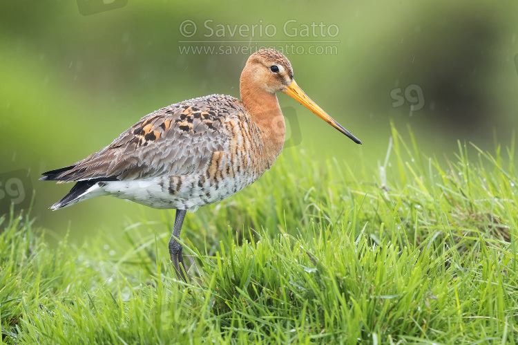 Black-tailed Godwit, adult standing among the grass