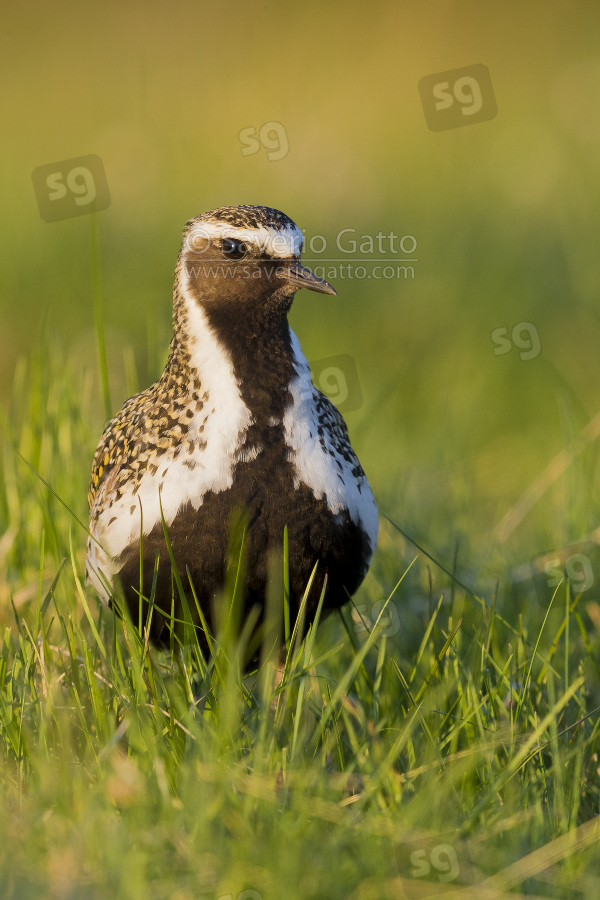 European Golden Plover, adult standing on the ground