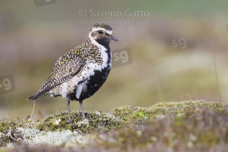 European Golden Plover, adult standing on the ground