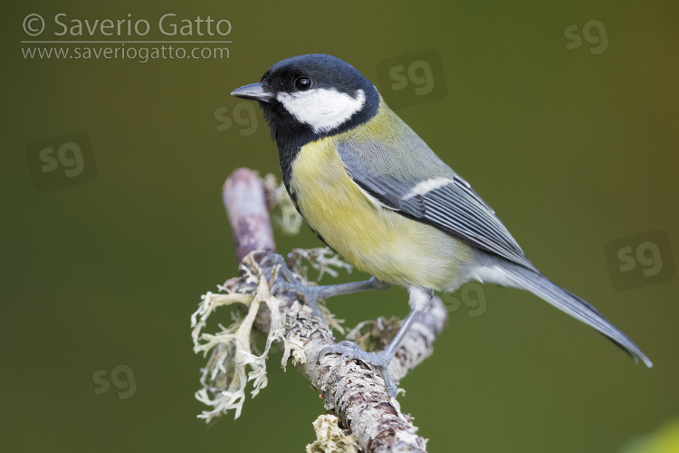 Great Tit, adult perched on a branch with lichens