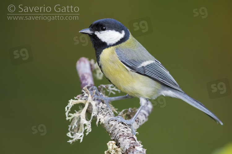 Great Tit