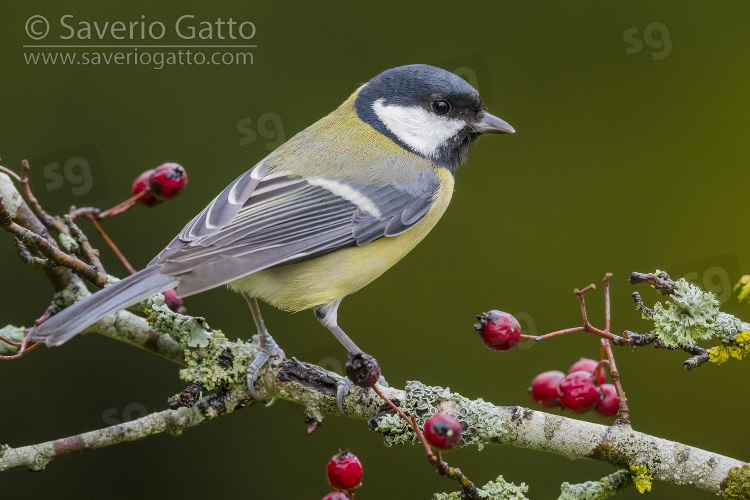 Great Tit, adult perched on hawthorn branch with berries