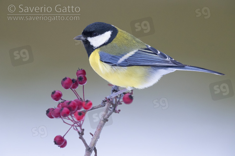 Great Tit, adult perched on hawthorn branch with berries