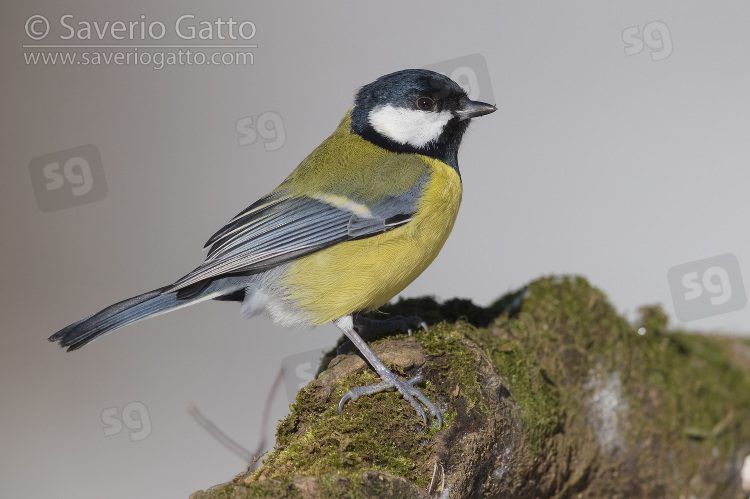 Great Tit, adult perched on a branch covered with moss