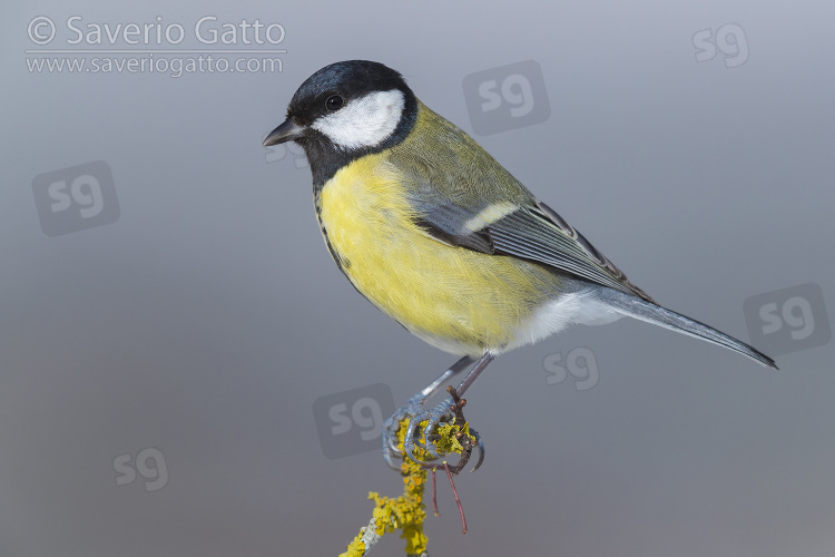 Great Tit, adult perched on a branch with lichens