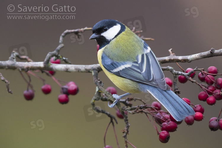 Great Tit