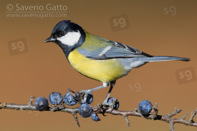 Great Tit, adult standing on blackthorn branch