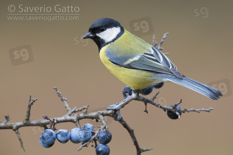 Great Tit, adult standing on blackthorn branch