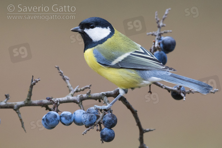 Great Tit, adult standing on blackthorn branch