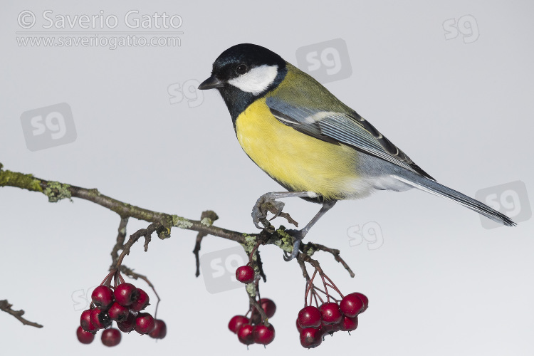 Great Tit, adult perched on hawthorn branch with berries