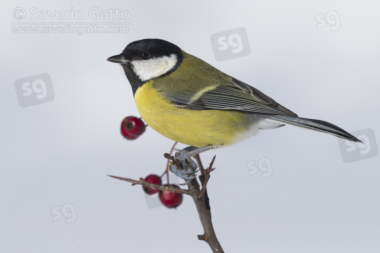 Great Tit, adult perched on hawthorn branch with berries