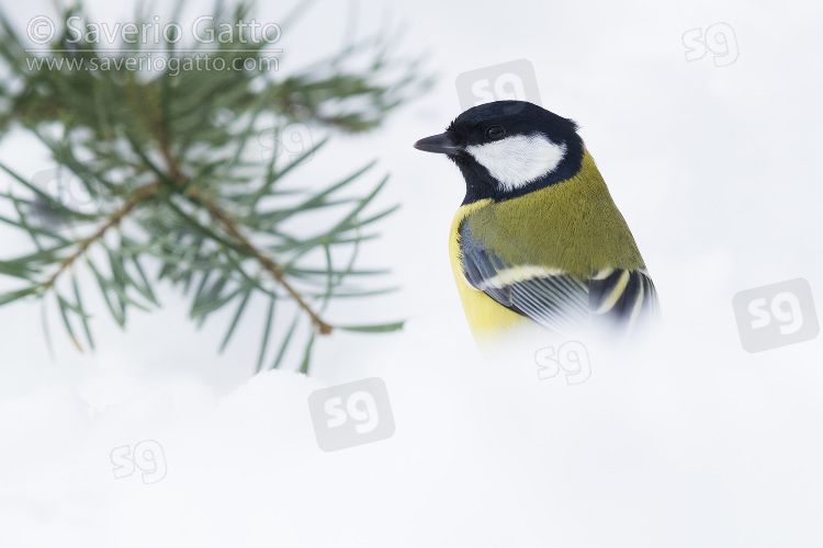 Great Tit, adult standing in the snow