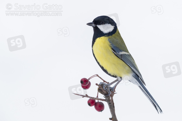 Great Tit, adult perched on hawthorn branch with berries