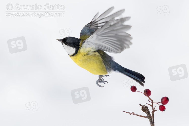 Great Tit, adult taking off from a hawthorn branch