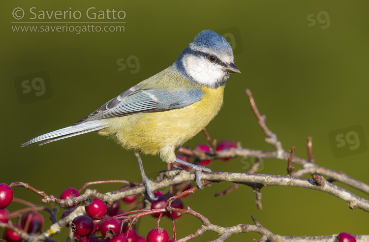 Eurasian Blue Tit, adult perched on a hawthorn branch with berries